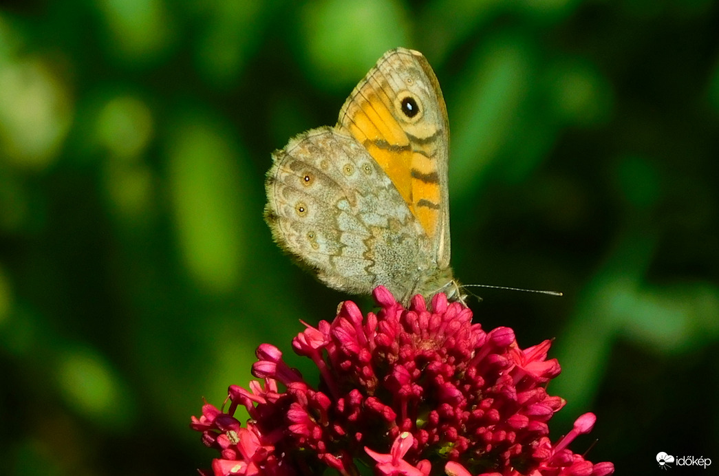 vörös szemeslepke 