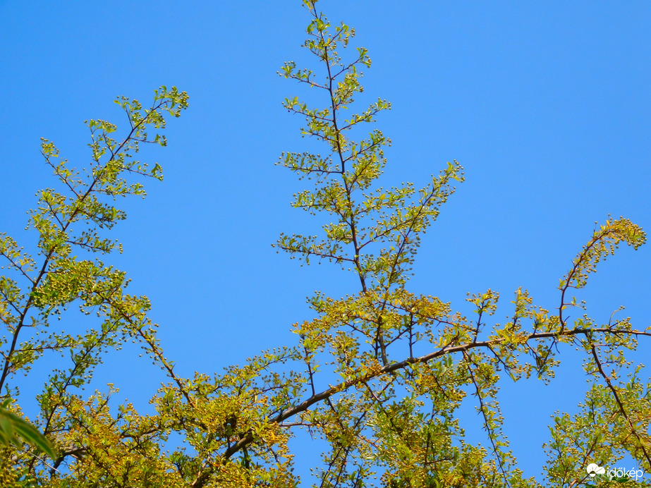 már a tűztövis is lekopaszodik :(
