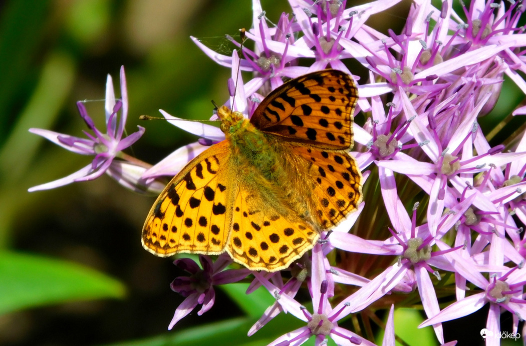 közönséges gyöngyházlepke