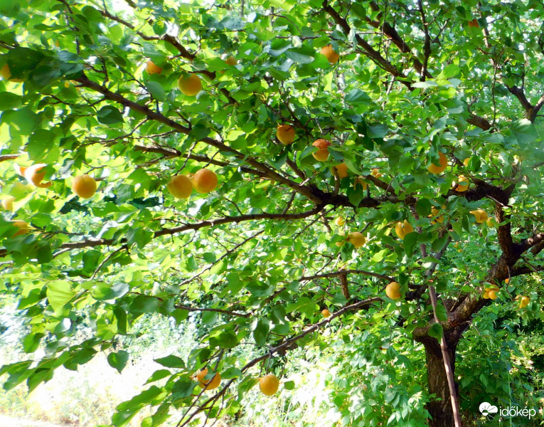 kajszi szüret van :)