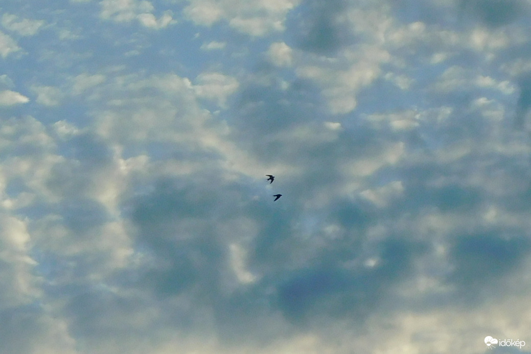 elcsíptem a fecskéket