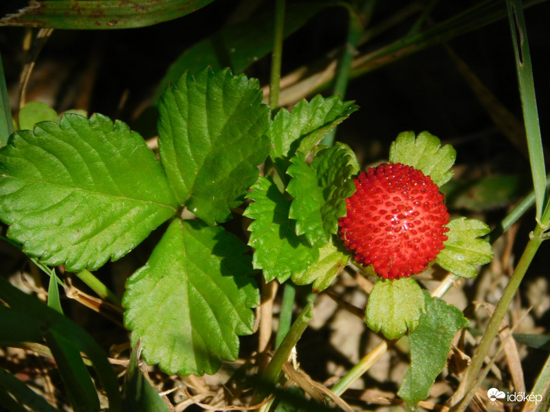 eper, ami nem eper :)