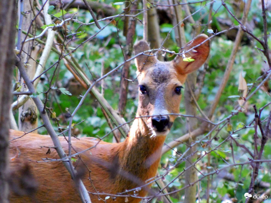 kiszáradó erdőben