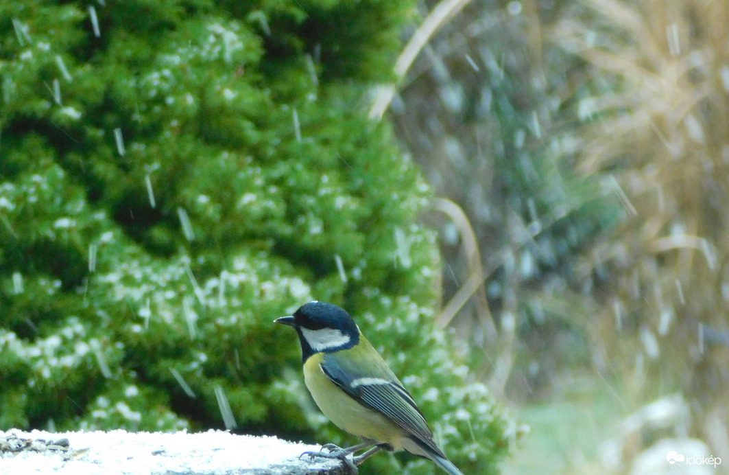 hull a hó és hózik...