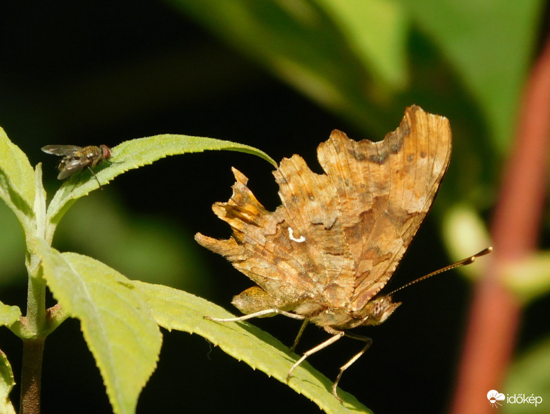 C betűs lepke- másképp