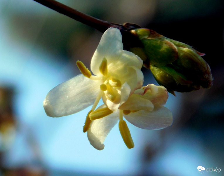 nyílik a korai (vagy illatos lonc) is