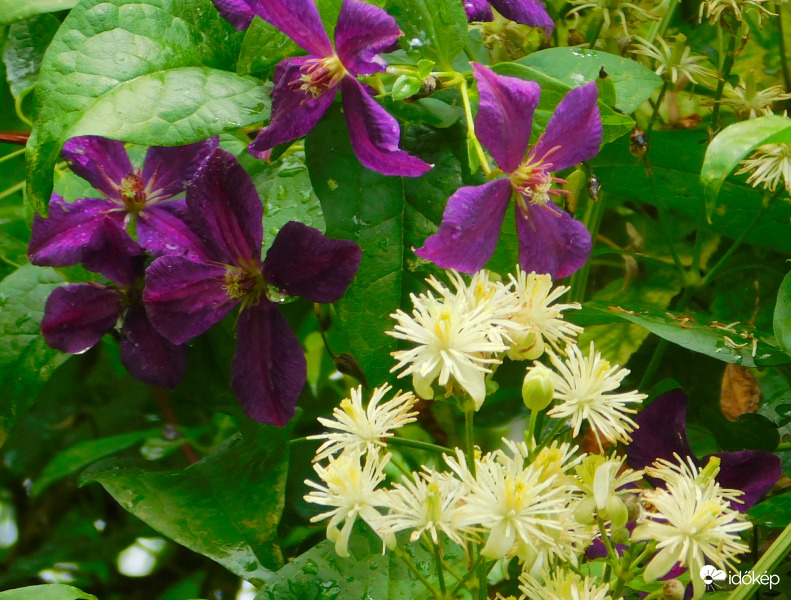 klemátiszok együtt