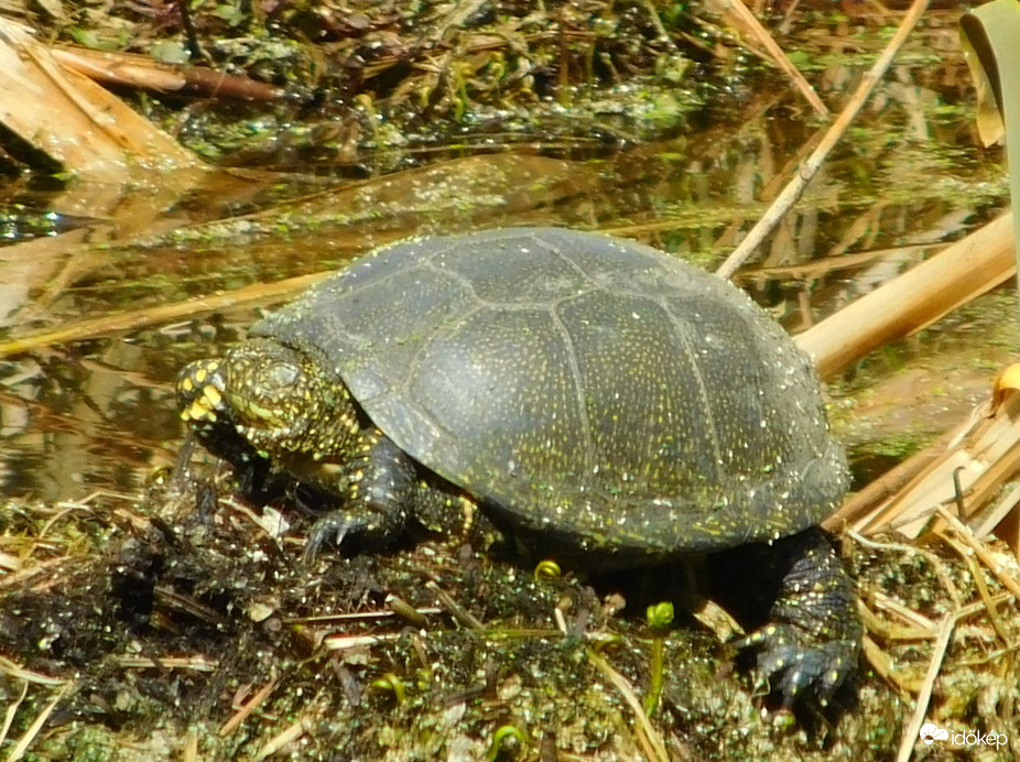 csukott szemmel napozó