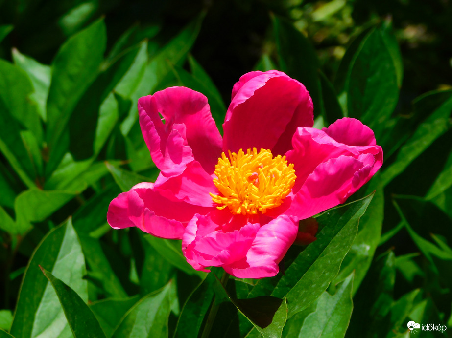 nem bírják a napot :(