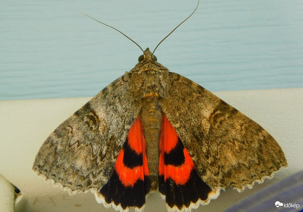 kb.  hetek óta bujkál előlem, mindig csak elrepülni látom
