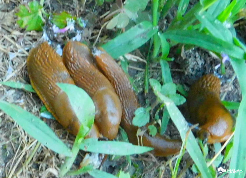 egy kis eső elég nekik :(