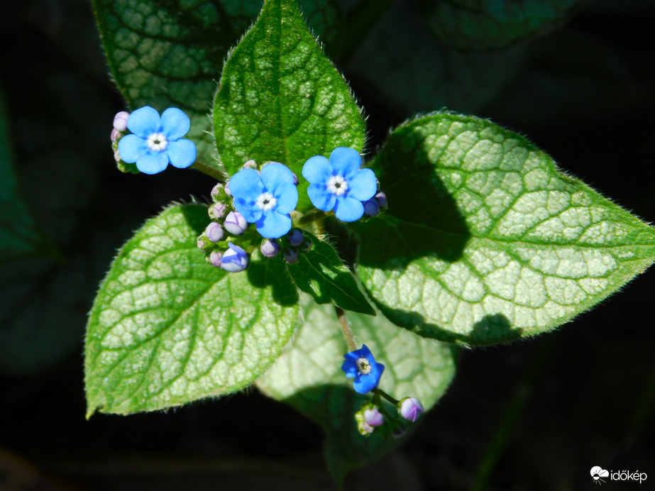 kaukázusi nefelejcs