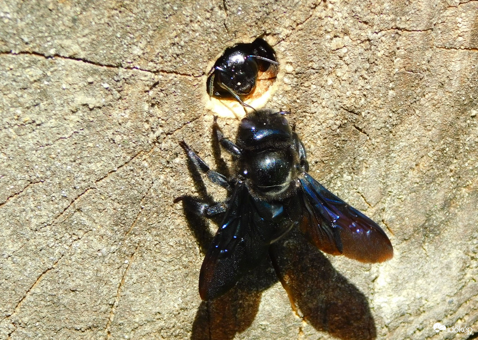 bújik az új nemzedék