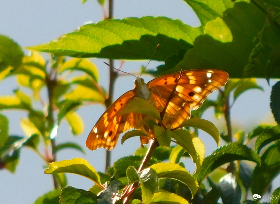 eső után szárítkozó