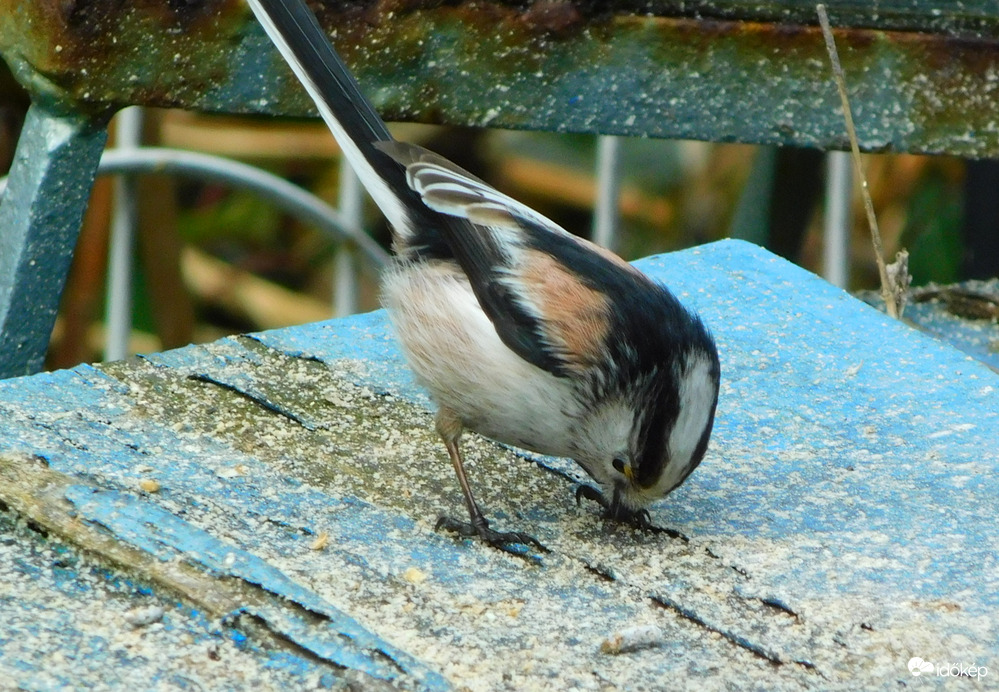 felszedem ami lehullott