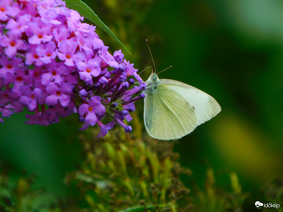 nap szinte semmi, szél viszont igen, mégis jöttek