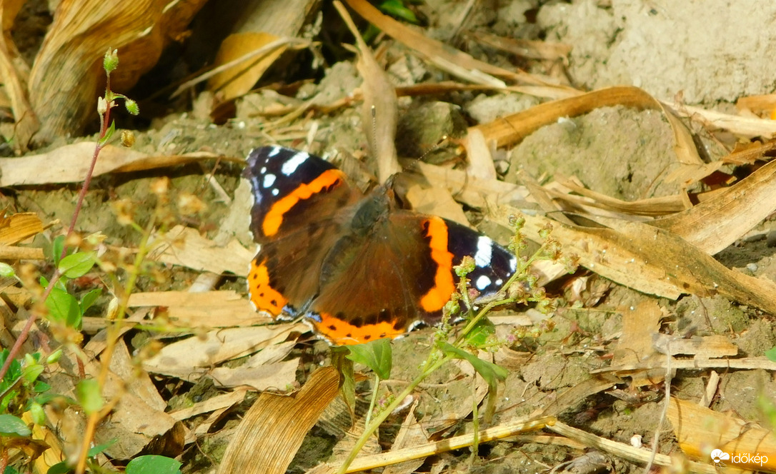 kukorica tarlón napozó