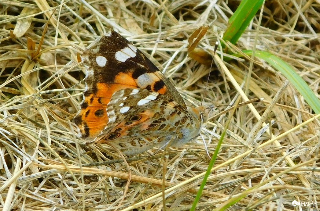 bogáncslepke leszállás után
