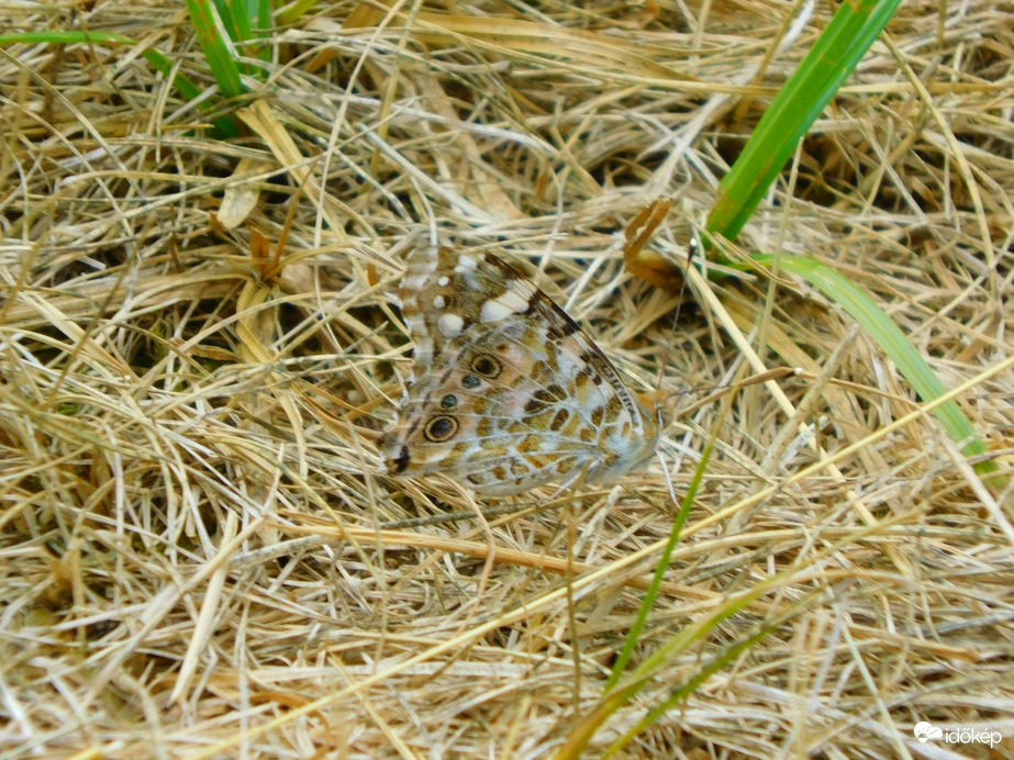 ha nem látom leszállni, észre sem veszem