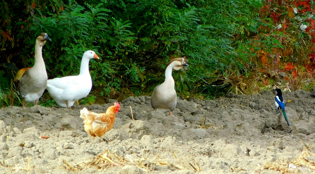 hát te minek jöttél ? 