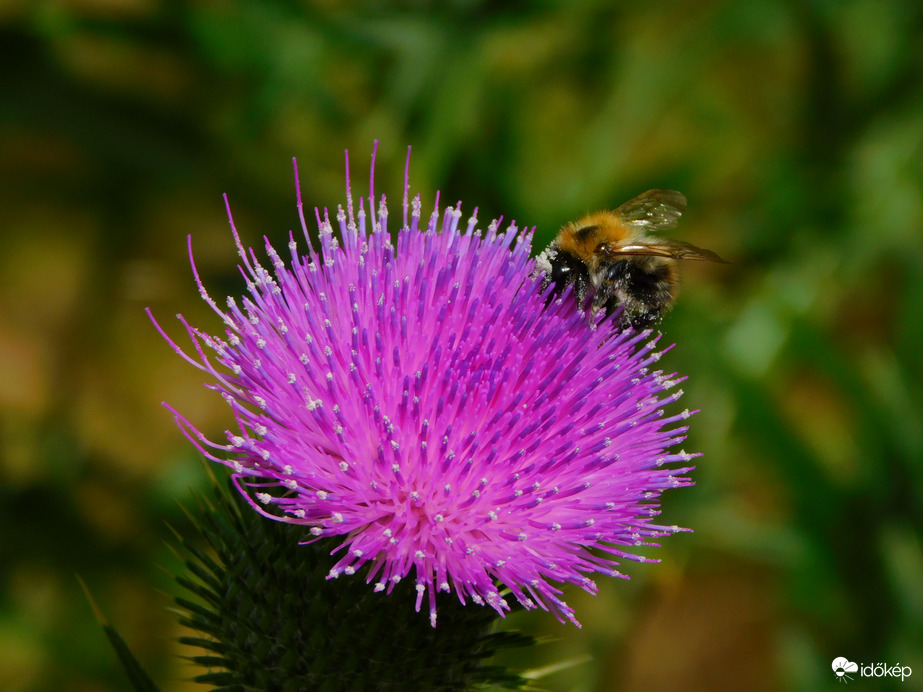 a bogáncs is hasznos :)