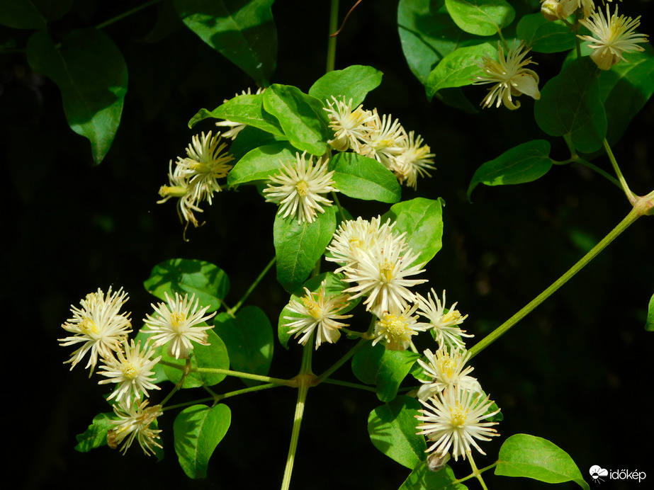 megint virágzik az erdei klemátisz