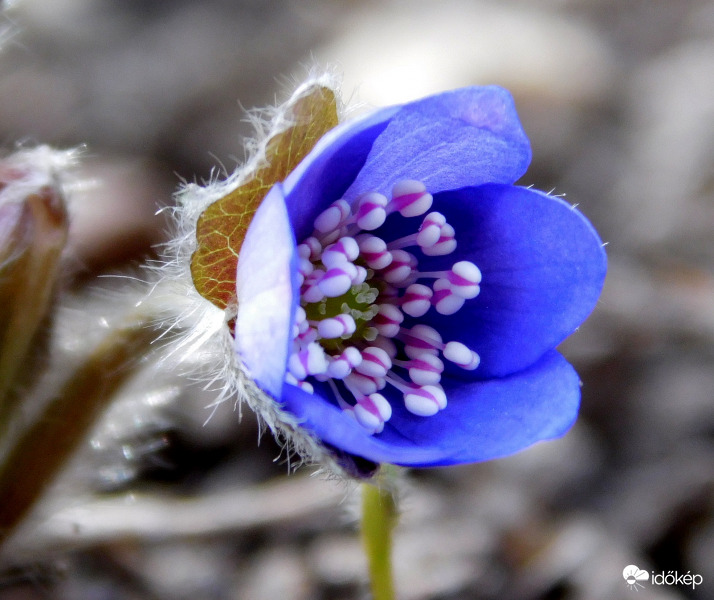 nyílik a májvirág