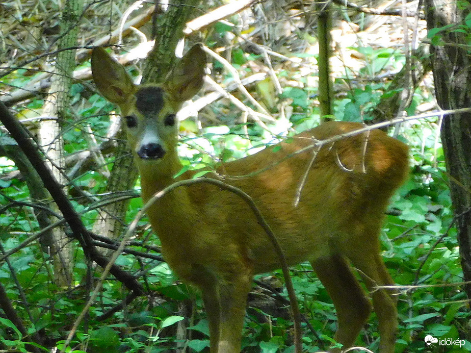 tágranyílt szemek :) 