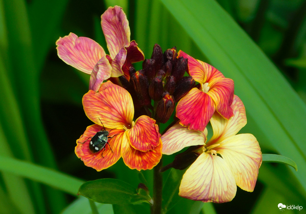 bogaras viola