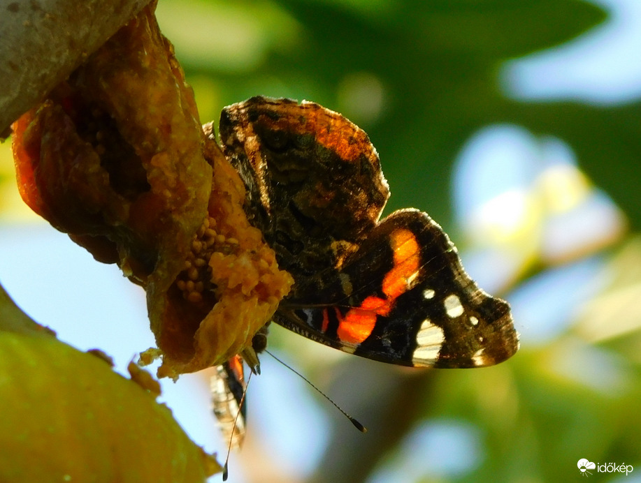 virág helyett füge is jó :)