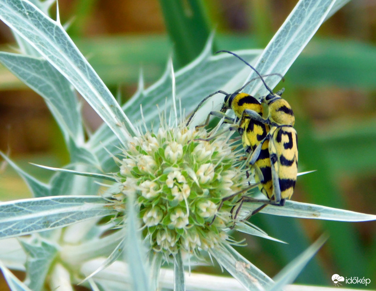 iringó és vendégei  :)