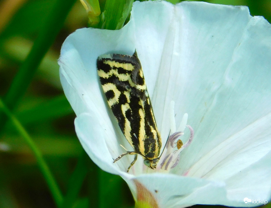 zebrabagolylepke,