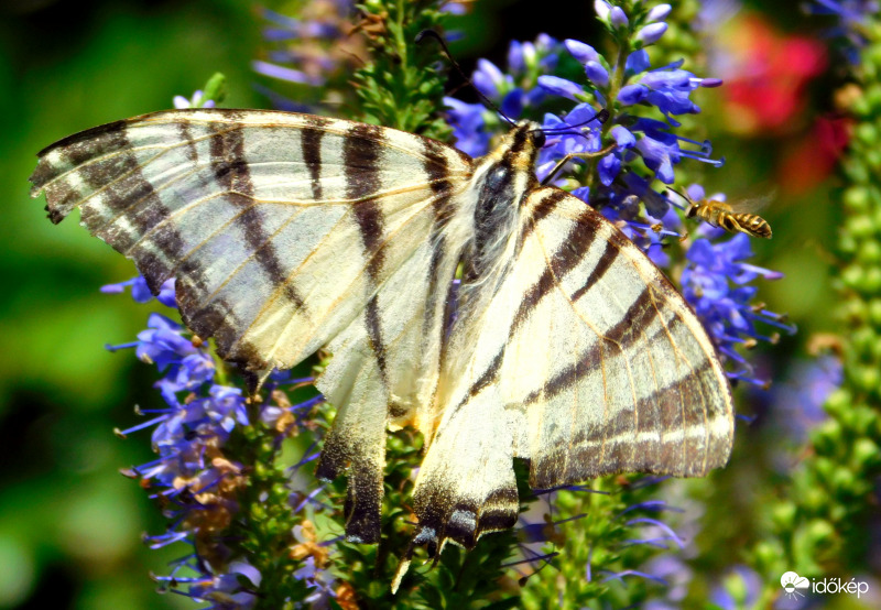 kardos lepke méhecskével