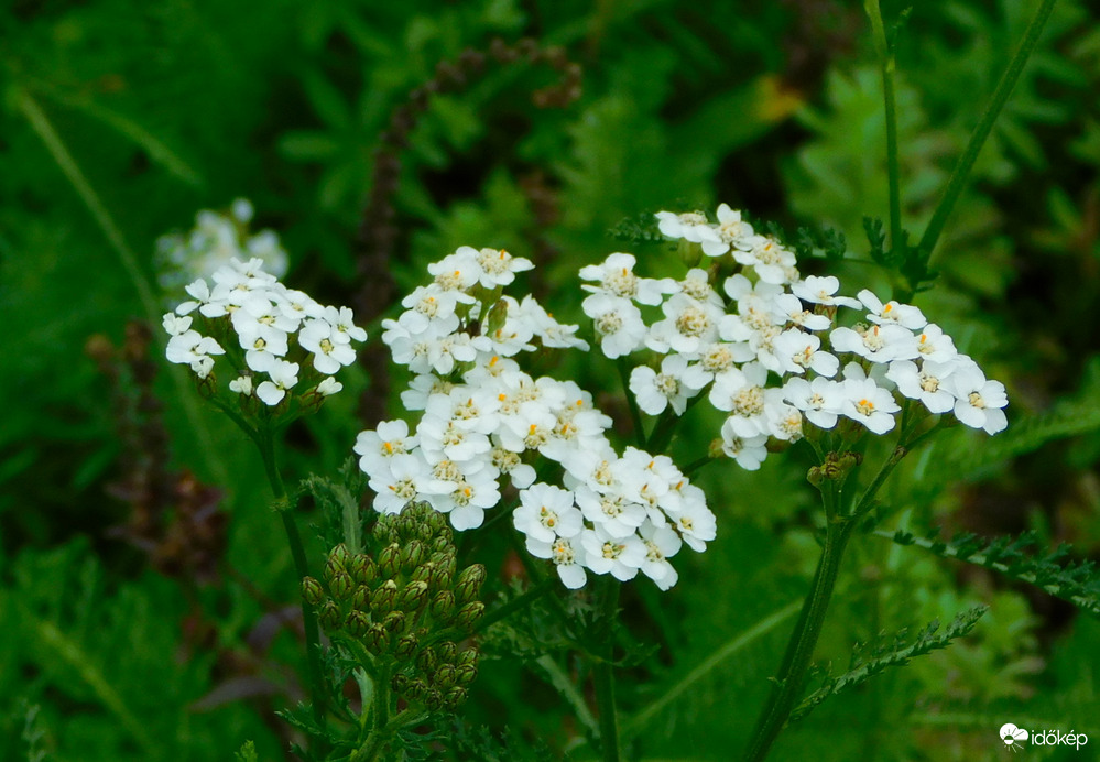 a cickafark még szépen virágzik