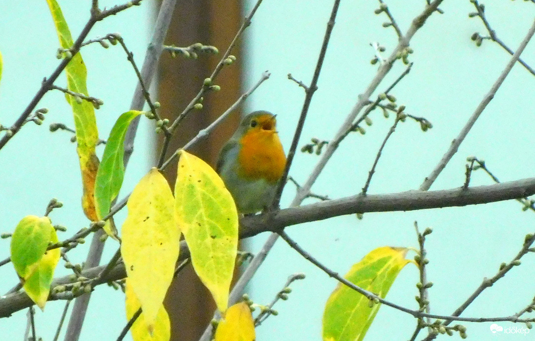 kicsit mesze volt a dalos