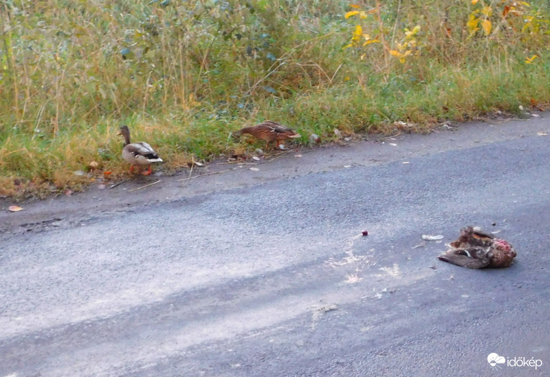 kacsák gyászolták a társukat :(