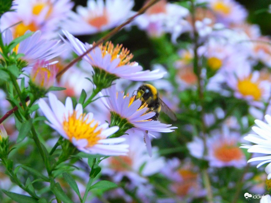 egy, csak egy legény ...  :)