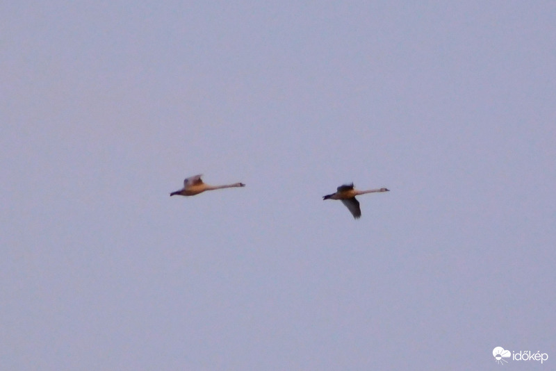 hattyúk naplemente idején