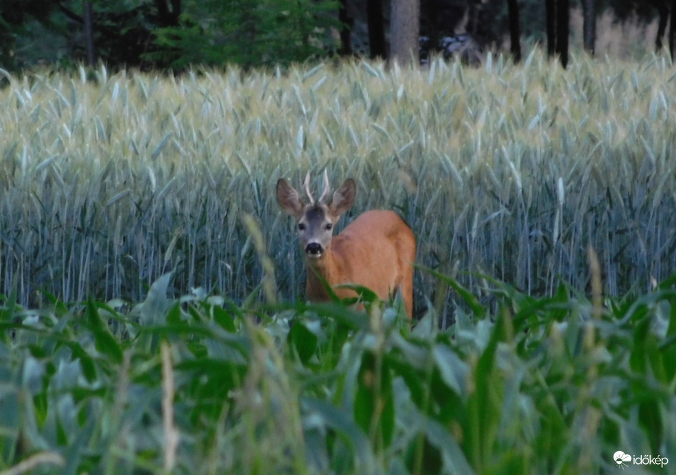 véletlenek pedig nincsenek :)
