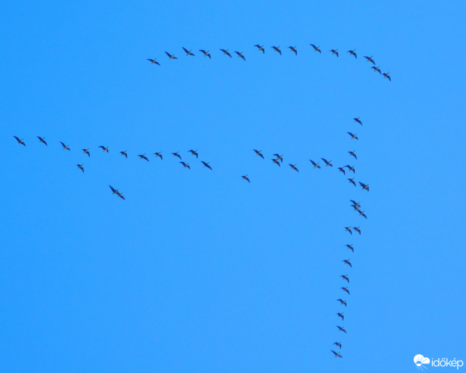 költöznek a vadludak