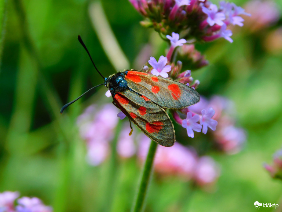 Acélszínű csüngőlepke