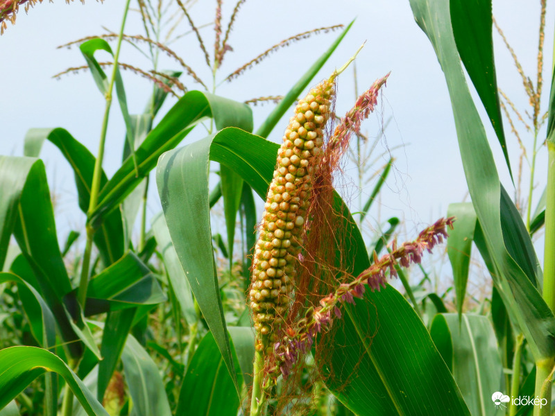 eltévedt kukorica