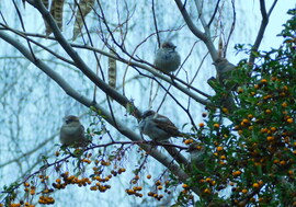 szürkék szürkében