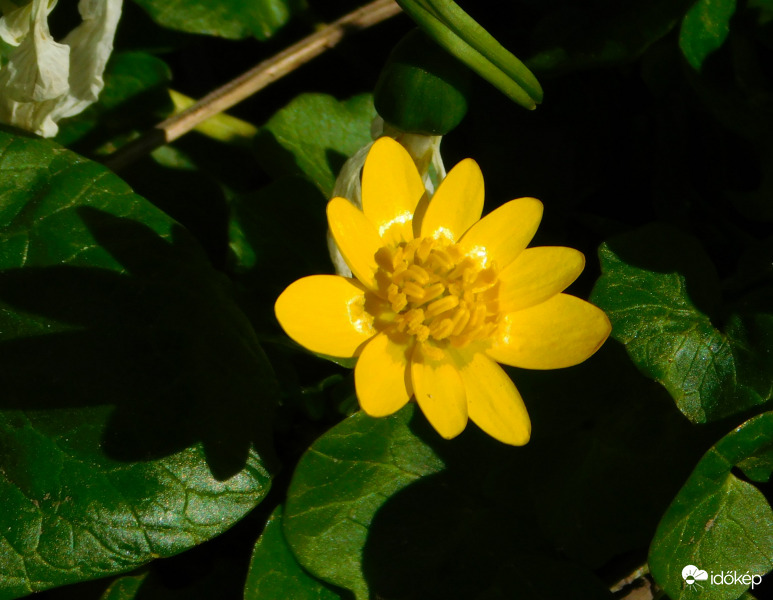 még csak most nyílik a salátaboglárka