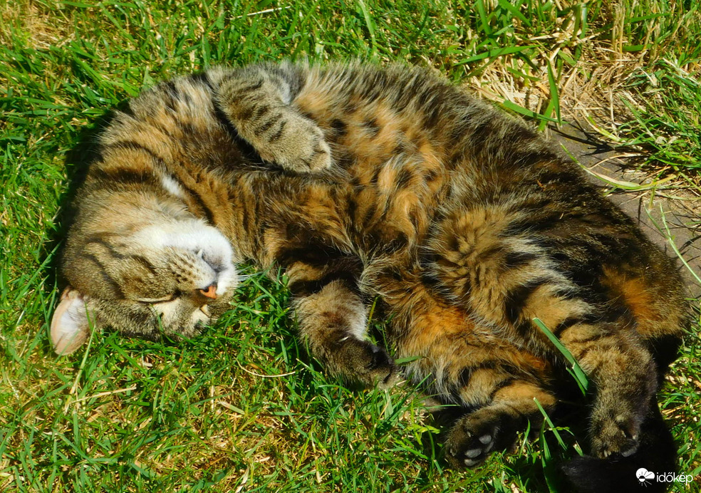 hasamra süt a nap