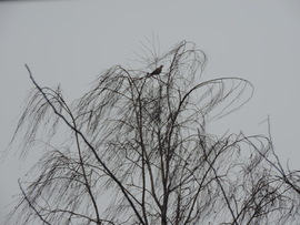 szél volt ugyan, de se nem erős, se nem viharos