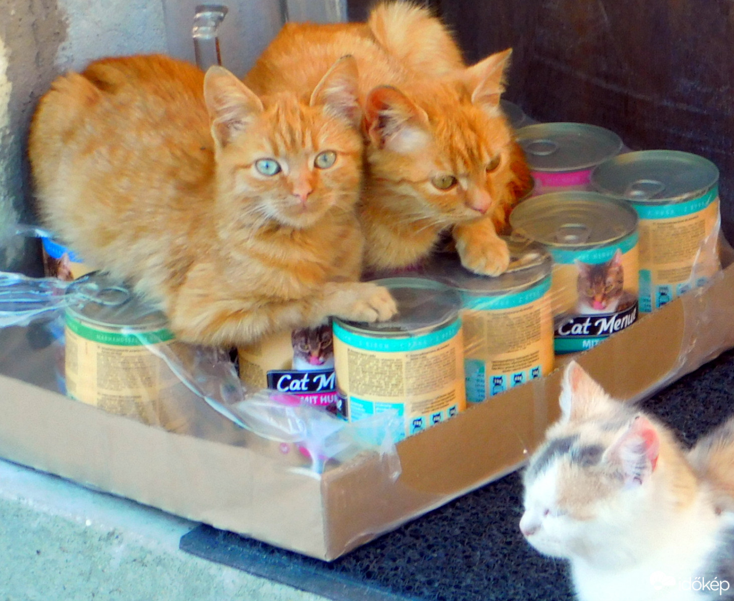 vigyázunk a kajára 