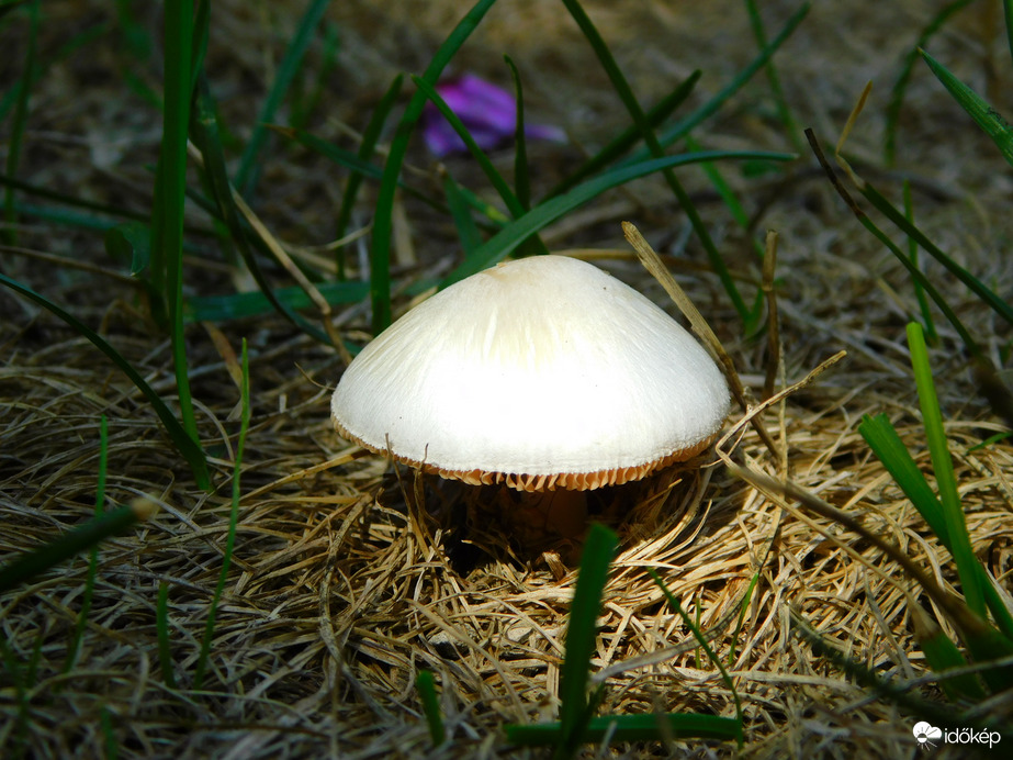 kis kíváncsi