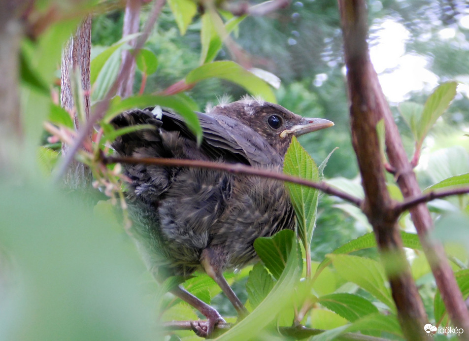 már a cserjeágak között :)