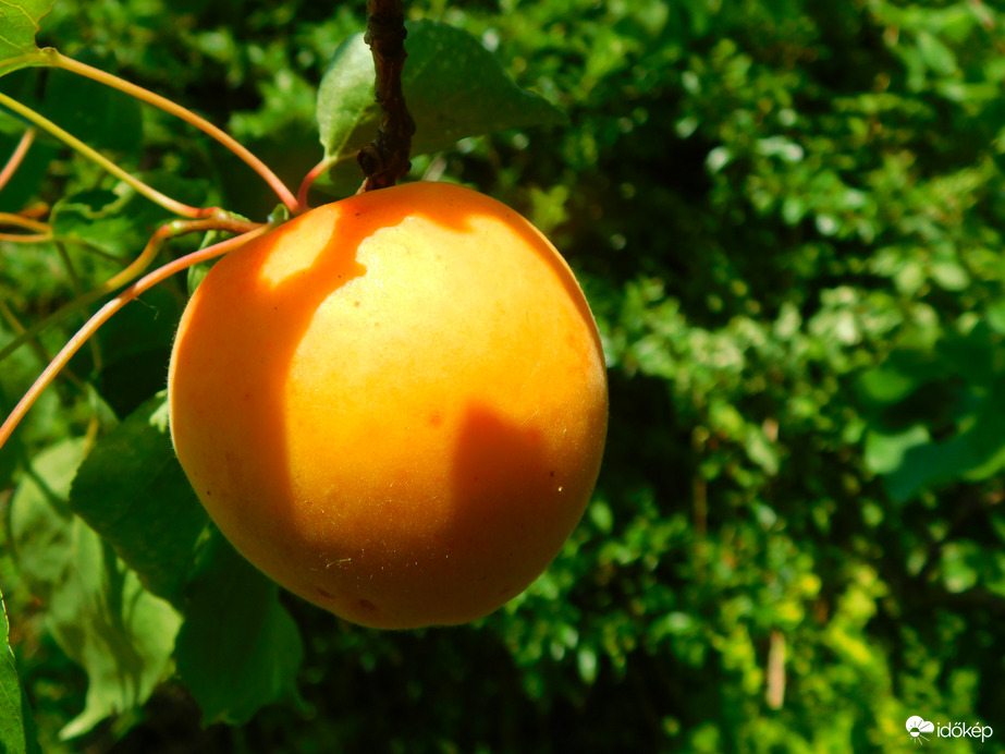 érik már az idei termés :)